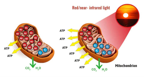 Stärka mitokondrierna med Rödljusterapi